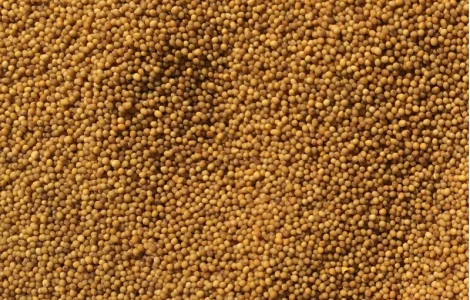 Продам семена желтую горчицу на сидерат