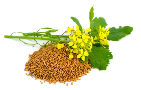 Продаем семена горчицы