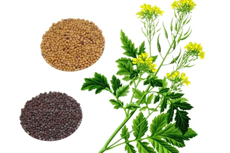 Продаю семена горчицы