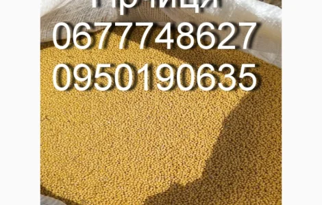 Гірчиця жовта