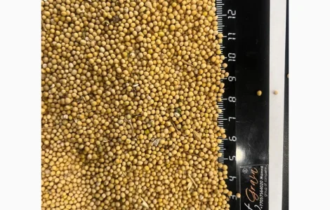 Прдам горчицу белую из Казахстана