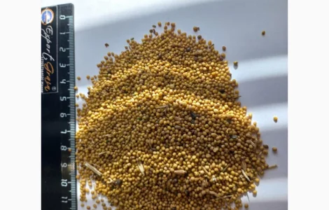 Продам горчицу желтую