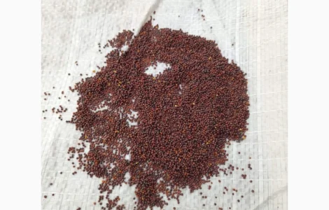 Куплю гірчицю чорну