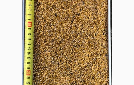 Гірчиця біла (Sinapis Alba)