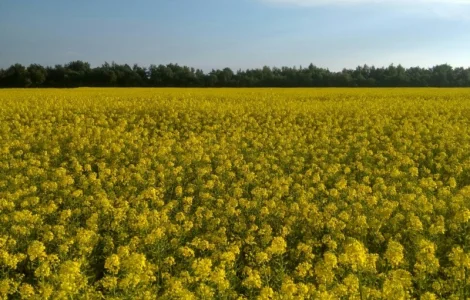 Гірчиця біла