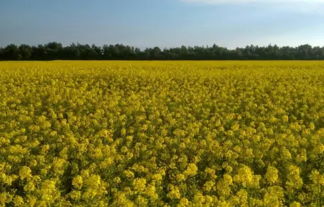 Гірчиця біла – насіння урожаю 2024 года