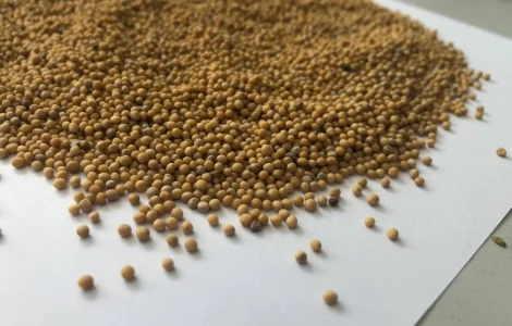 Продам белую горчицу