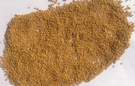 Купим семена горчицы насіння гірчиці