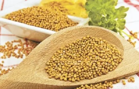 Купуємо насіння жовтої гірчиці