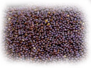 Куплю горчицу чёрную и белую