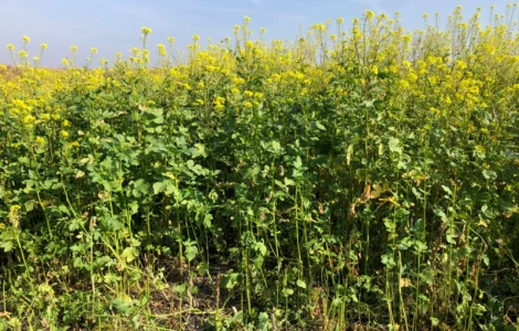 Продам насіння білої гірчиці «Андромеда»