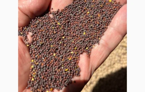 Продаємо насіння гірчиці чорної сорт "Черниш"