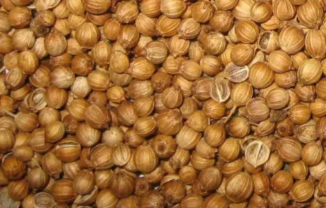 Закупаем кориандр по выгодной цене! Самовывоз с места погрузки