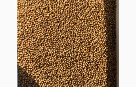 Кориандр Куплю