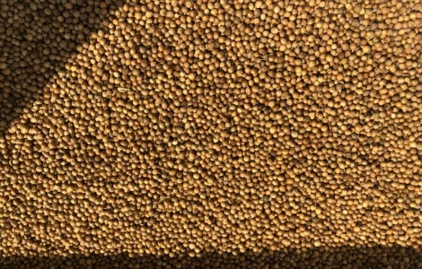 Кориандр фасованный в мешках по 20 кг