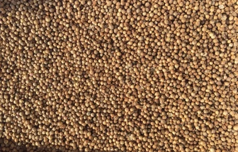 Продам Кориандр