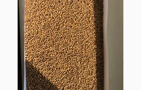 Семена Кориандра "Оксанит" "Янтарь" 1-р