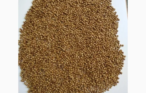 Куплю кориандр и отходы кориандра