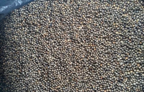 Продам семена кореандра