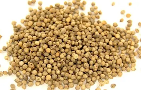 Куплю кориандр эфиромасличный