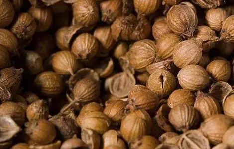 Куплю коріандр дорого за наличные