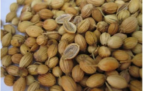 Куплю коріандр за готівку