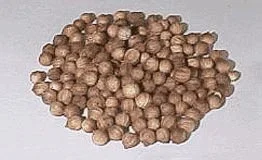 Дорого куплю Коріандр