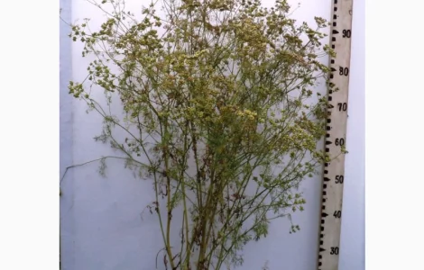 Продам Коріандер