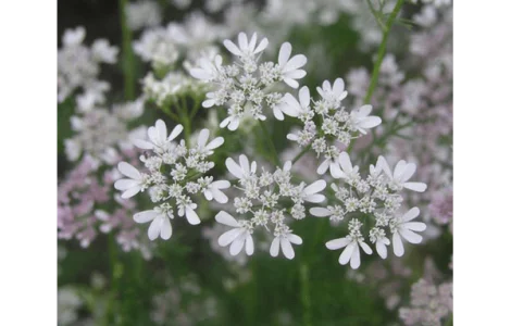 Продам Коріандр