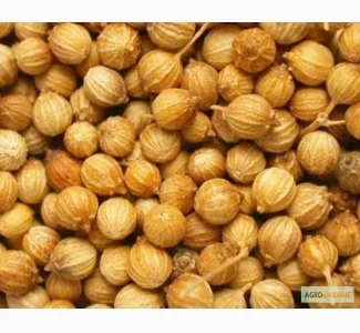 Коріандр сорт Оксаніт