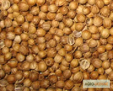 Закуповуємо коріандр