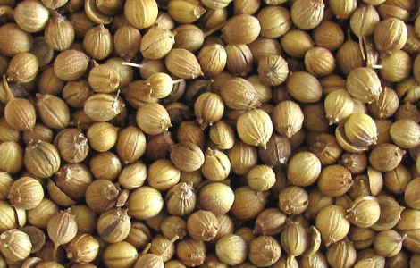 Куплю кориандр