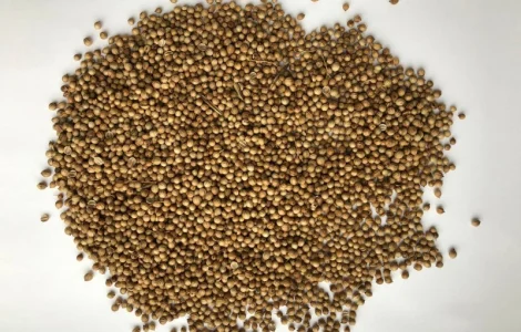 Кориандр золотистий цілий продам