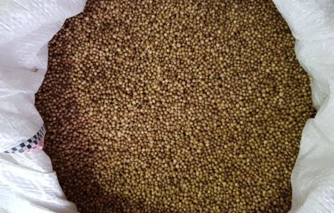 Кориандр целый