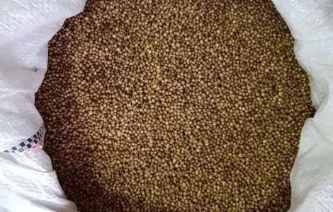 Кориандр целый от производителя
