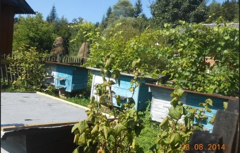 Льодяники медово-прополісні