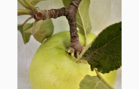 Яблочные пищевые волокна в порошке яблочный порошок