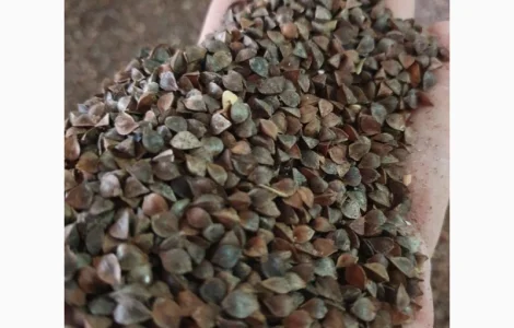 Гречана шелуха, лушпиння