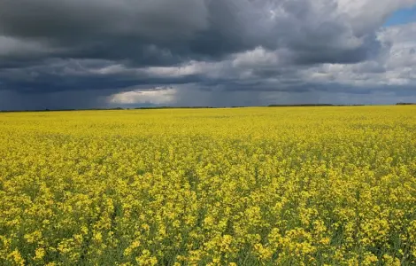 Куплю масло