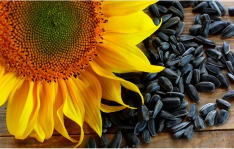 Продажа жмыха и масла подсолнечного 2 сорта