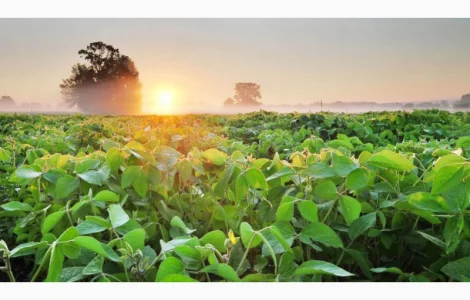 Купуємо соєву олію наливом від 22т. Працюємо по договору комісії та з ПДВ