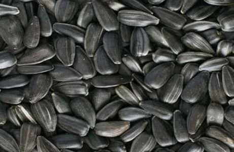 Переработаем ваш подсолнух на подсолнечное масло и макуху