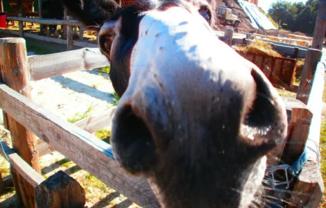 Борошно кукурудзяне тонкого помолу – власне виробництво