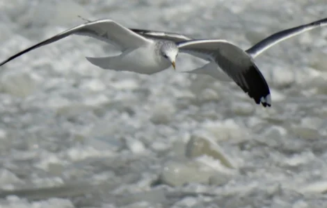 Соєве борошно - ідеальне сировина для харчового виробництва