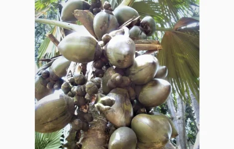 Кокосове борошно для харчового виробництва