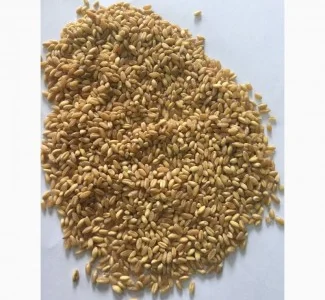 Продам Кутью из твердых и мягких сортов пшеницы