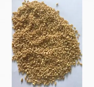 Продам Кутью из твердых и мягких сортов пшеницы