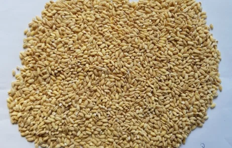 Крупа перловая перловка оптом