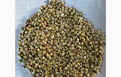 Зелена гречка та проділ зеленої гречки ( крупа, січка