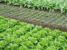 Амофос Черкаси, Кропивницький, Київ, Житомир, Вінниця, Полтава, Дніпро, Миколаїв, Чернігів